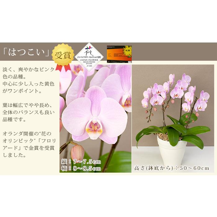 胡蝶蘭 中輪〜中大輪3本立ち 蕾含む27輪以上保証 10000円税込 品種