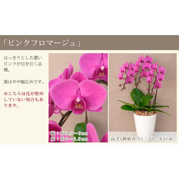 胡蝶蘭 中輪〜中大輪3本立ち 蕾含む27輪以上保証 10000円税込 品種