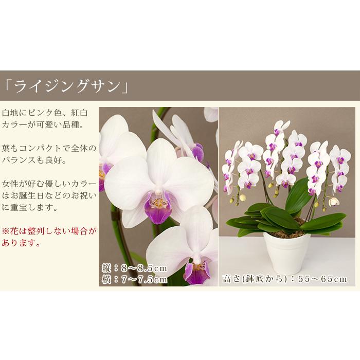 胡蝶蘭 中輪〜中大輪3本立ち 蕾含む27輪以上保証 10000円税込 品種