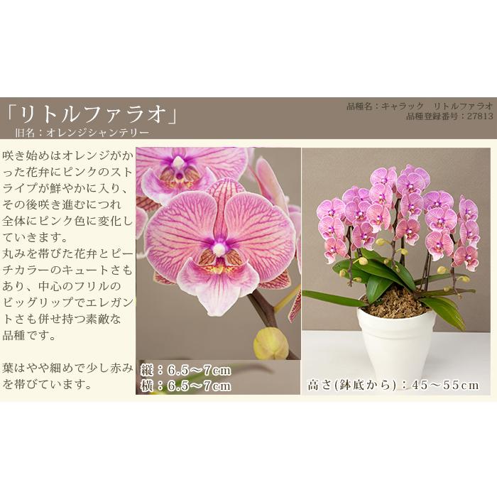 胡蝶蘭 中輪〜中大輪3本立ち 蕾含む27輪以上保証 10000円税込 品種