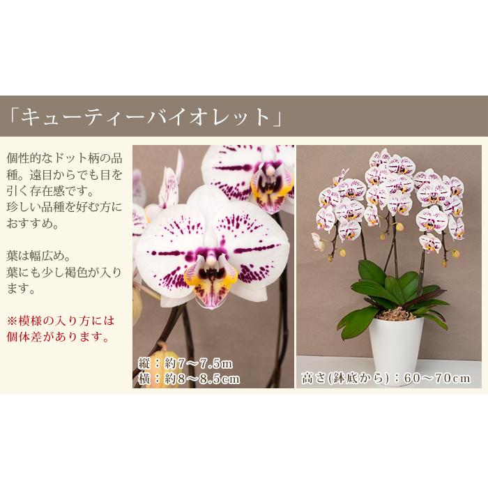 胡蝶蘭 中輪〜中大輪3本立ち 蕾含む27輪以上保証 10000円税込 品種