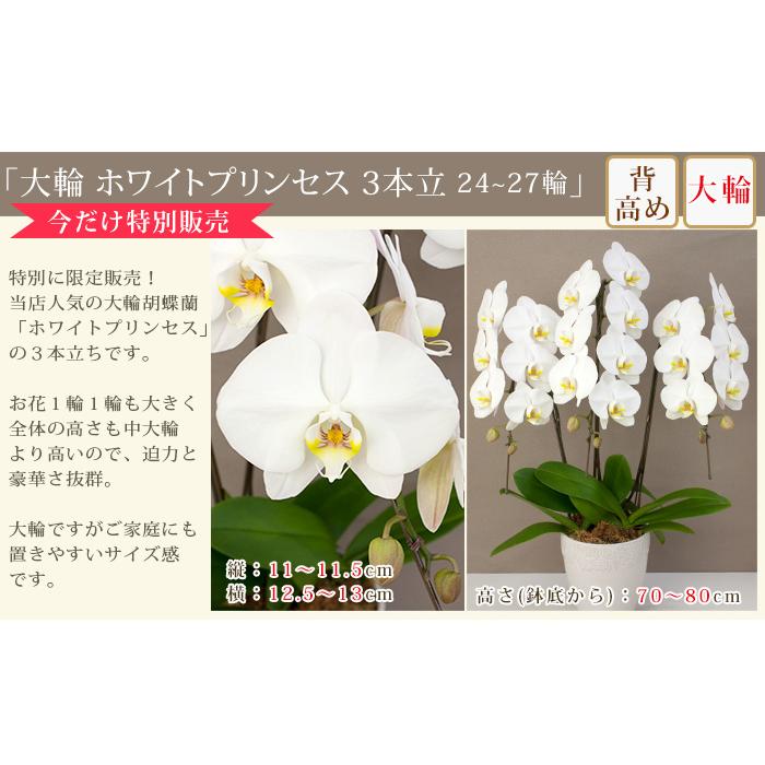 胡蝶蘭 中輪〜中大輪3本立ち 蕾含む27輪以上保証 10000円税込 品種