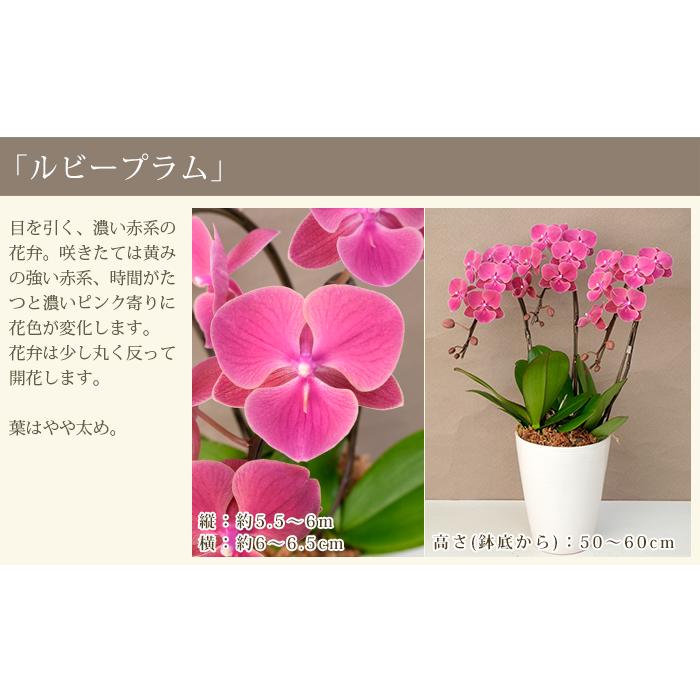 胡蝶蘭 中輪〜中大輪3本立ち 蕾含む27輪以上保証 10000円税込 品種