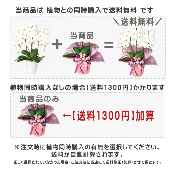 ラッピングのみ！胡蝶蘭は付きません！植物と同時購入がおすすめ