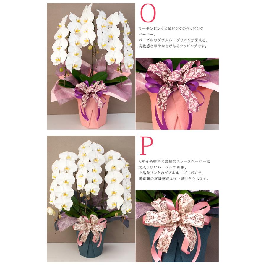 ラッピングのみ胡蝶蘭は付きません】有料ラッピング≪中大輪〜大輪胡蝶