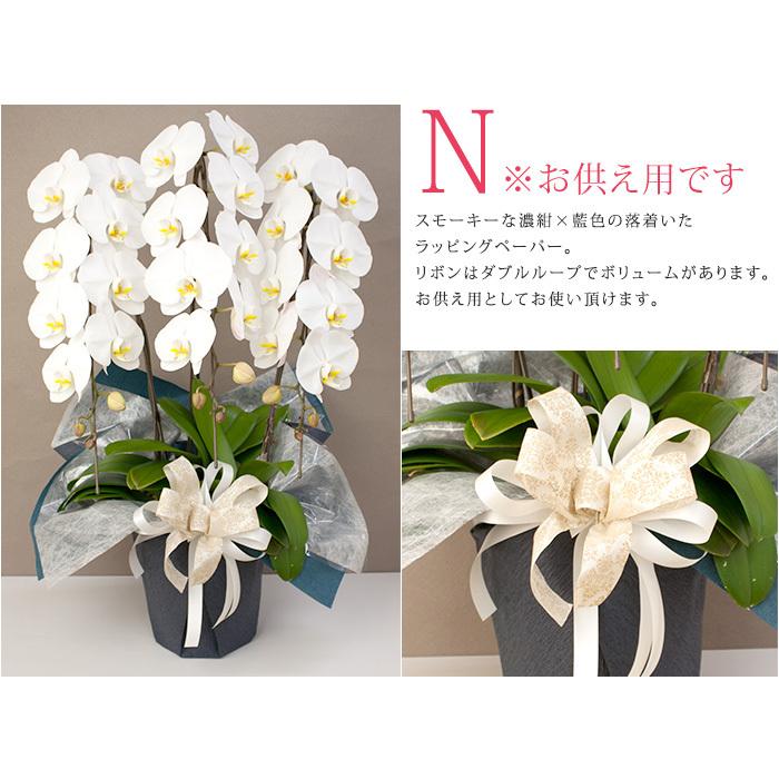 大輪胡蝶蘭 大きめ鉢花 白　39輪　ラッピング無料 胡蝶蘭大輪(白)2本立 華(はな) 弔事ラッピング｜胡蝶蘭通販の