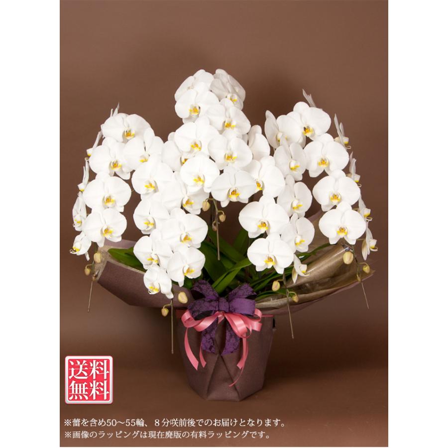 胡蝶蘭 大輪5本立ち 50輪以上(蕾含む) ギフト お祝い 就任祝 株主総会 