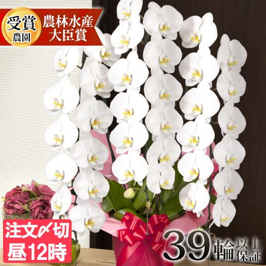 胡蝶蘭 大輪3本立ち 蕾含む39輪以上 お祝い 開店祝い 開業祝い 移転