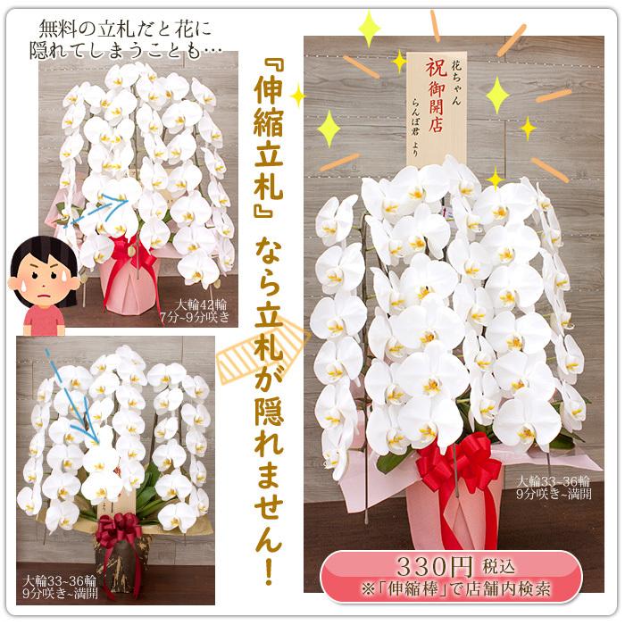 激安！白の胡蝶蘭 3本立 (開店・開業祝い等に) 開店・開業祝い 胡蝶蘭 白3本立ち - Flower Style Online Shop