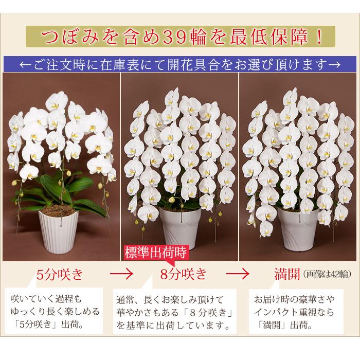 胡蝶蘭 大輪３本立ち 蕾含む39輪以上 000円税込 ギフト お祝い 開店祝い 開業祝い お供え 花 R Tai0007 F 佐川 R Tai0007 F 胡蝶蘭専門農園 Iファーマーらんぼ 通販 Yahoo ショッピング