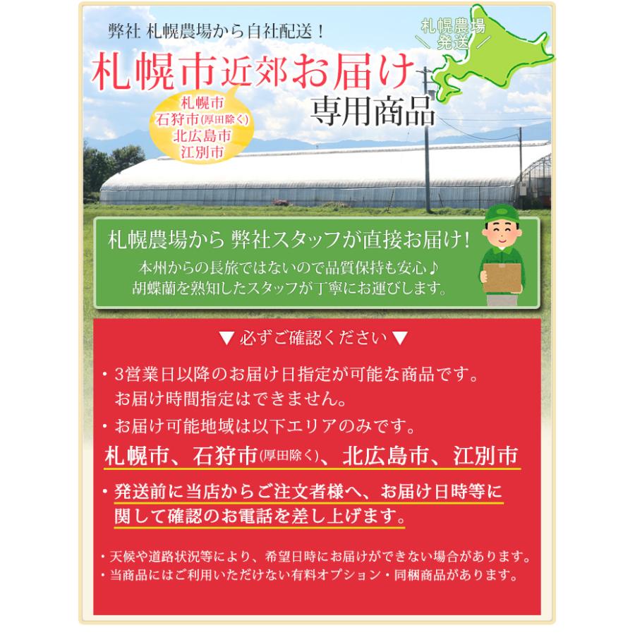 札幌周辺 お届けエリア限定】 胡蝶蘭 大輪 3本立ち 45輪(蕾含む)以上 