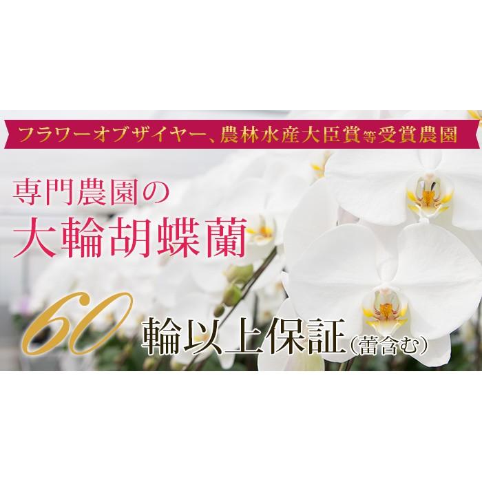 胡蝶蘭 大輪5本立ち 60輪以上(蕾含む) ギフト お祝い 就任祝 当選祝