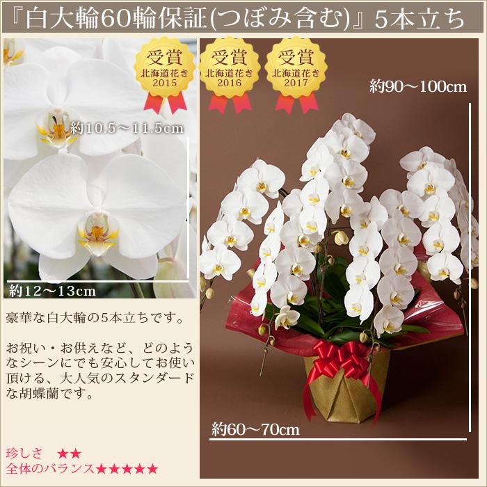 胡蝶蘭 大輪5本立ち 60輪以上(蕾含む) ギフト お祝い 就任祝 当選祝
