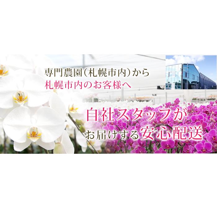 【札幌周辺 お届けエリア限定】 胡蝶蘭 大輪 ５本立ち 蕾含む60輪以上  安心の自社配送　お祝い 開店祝い 送料無料 北海道 [r-tai5fh60]｜ranbo｜06