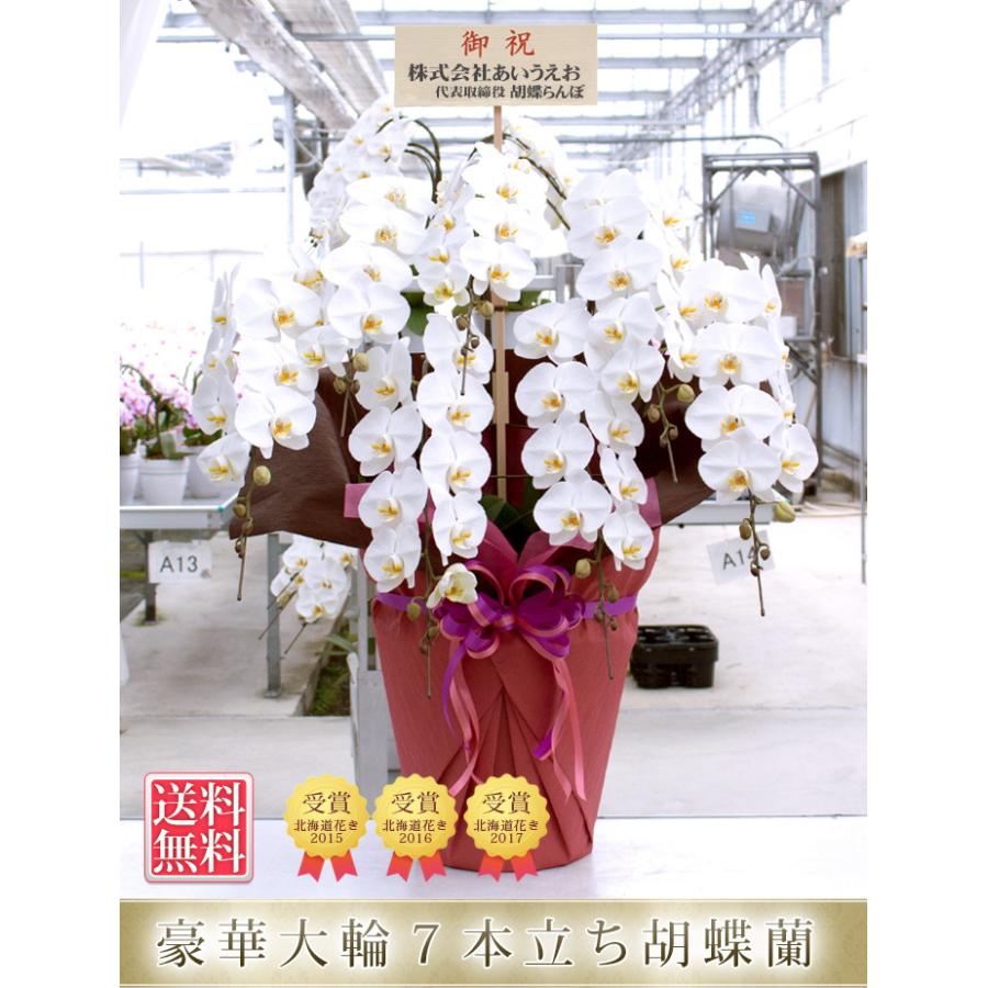 東海３県 愛知 岐阜 三重 宛 限定 胡蝶蘭 白大輪 7本立ち 安心の自社配送 木札 ラッピングサービス R Tokubetu7 Fw R Tokubetu7f Fw 胡蝶蘭専門農園 Iファーマーらんぼ 通販 Yahoo ショッピング