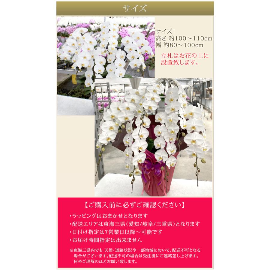 東海３県 愛知 岐阜 三重 宛 限定 胡蝶蘭 白大輪 7本立ち 安心の自社配送 木札 ラッピングサービス R Tokubetu7 Fw R Tokubetu7f Fw 胡蝶蘭専門農園 Iファーマーらんぼ 通販 Yahoo ショッピング
