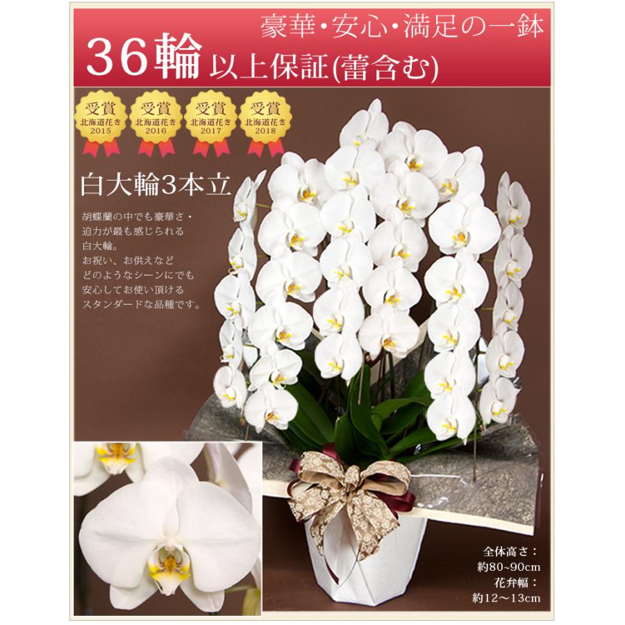 胡蝶蘭 大輪 3本立ち 36輪以上(蕾含む) 選べるラッピング 開店祝い
