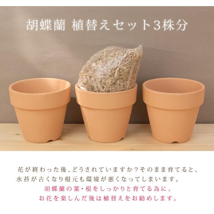 3株分 3.5号 3.8号 自分で育てる楽しみ 胡蝶蘭用 植替えセット 胡蝶蘭