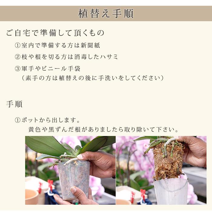 3株分 3.5号 3.8号 自分で育てる楽しみ 胡蝶蘭用 植替えセット 胡蝶蘭