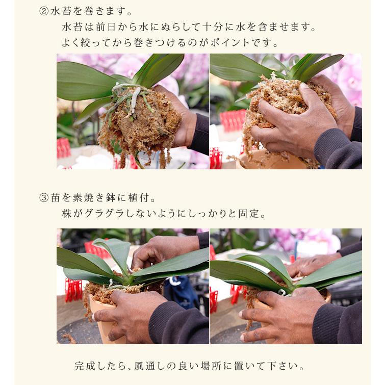 3株分 4.0号 自分で育てる楽しみ 胡蝶蘭用 植替えセット 胡蝶蘭の育て