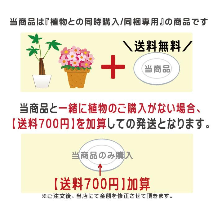 植物と一緒に購入で送料無料 単品購入不可 受け皿小 直径13cm 白プラスチック ミディ胡蝶蘭2本立ち観葉寄せ 4 6号鉢に 受皿 G Ukezaras Z Ukezaras 胡蝶蘭専門農園 Iファーマーらんぼ 通販 Yahoo ショッピング