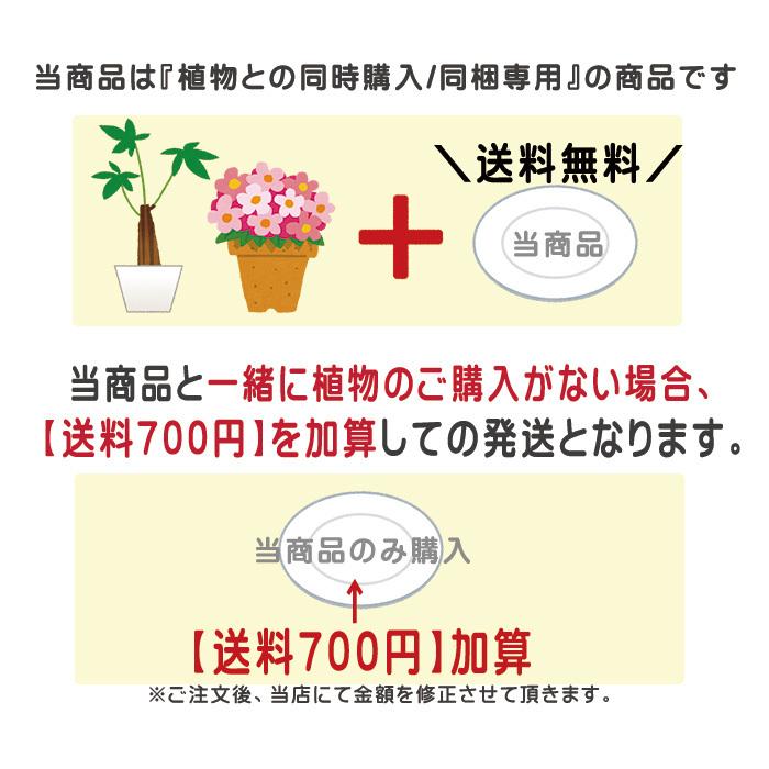 【植物と一緒に購入で送料無料】≪単品購入不可≫ 受け皿小 直径13cm 白プラスチック ミディ胡蝶蘭2本立ち観葉寄せ/4〜6号鉢に 受皿 [g-ukezaras]｜ranbo｜03