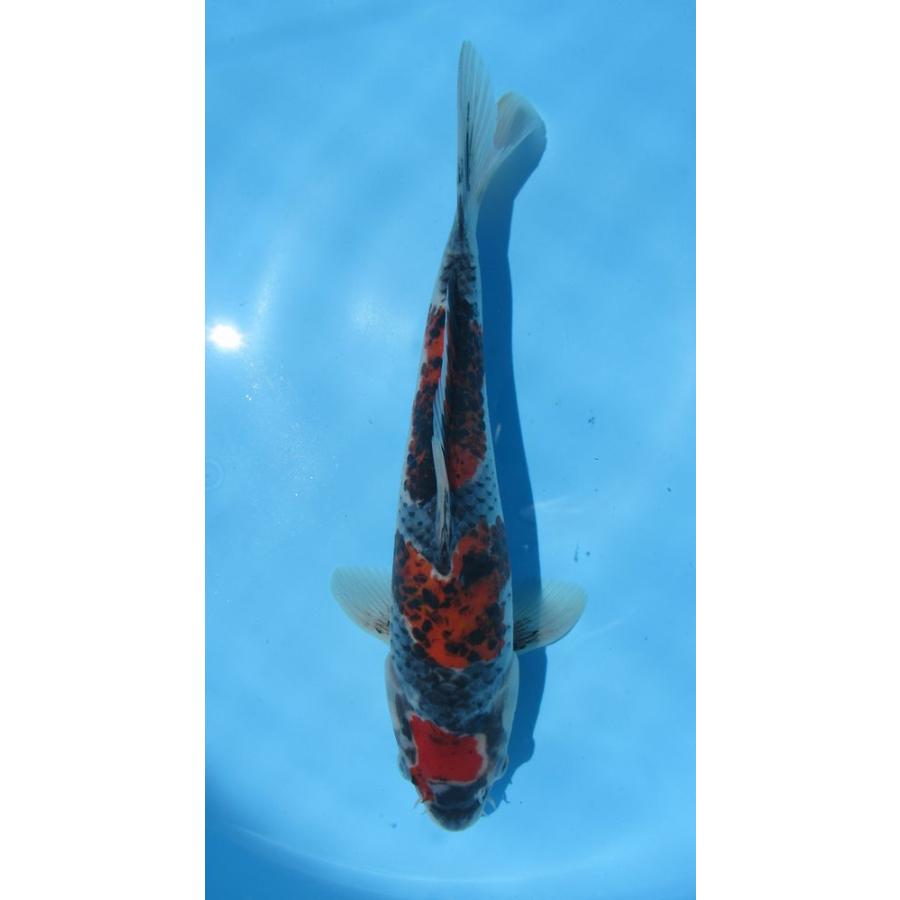 三色らんちゅう