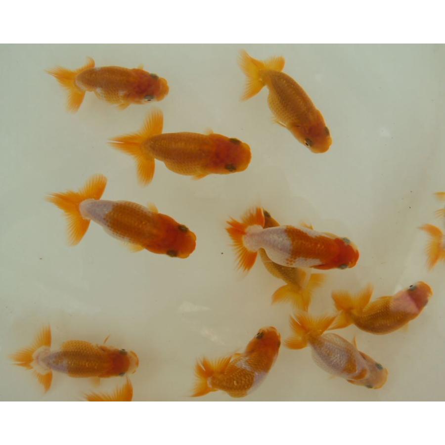 結婚祝い 金魚 選別漏れ 観賞用クラスの当歳魚 6cm前後 10匹セット A Shipsctc Org