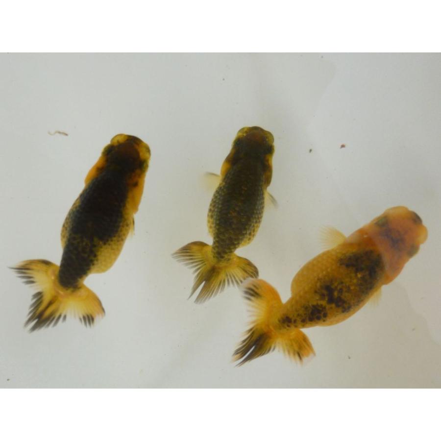 純正価格 色変わり間近 金魚 らんちゅう 9号 上物黒仔 5ｃｍ前後 3匹セット 送料無料価格 Www Goncolneptanc Hu