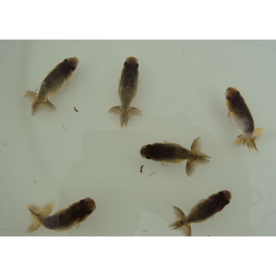 大流行中 金魚 らんちゅう 16号 上物黒仔 2 5ｃｍ前後 5匹セット 在庫あり 即納 Www Thedailyspud Com
