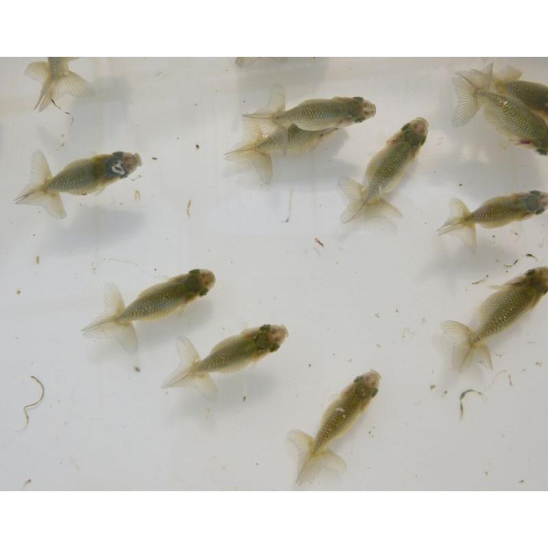 金魚 らんちゅう 19号 上物黒仔 3 5ｃｍ前後 3匹セット Amearthurzinhosales Com