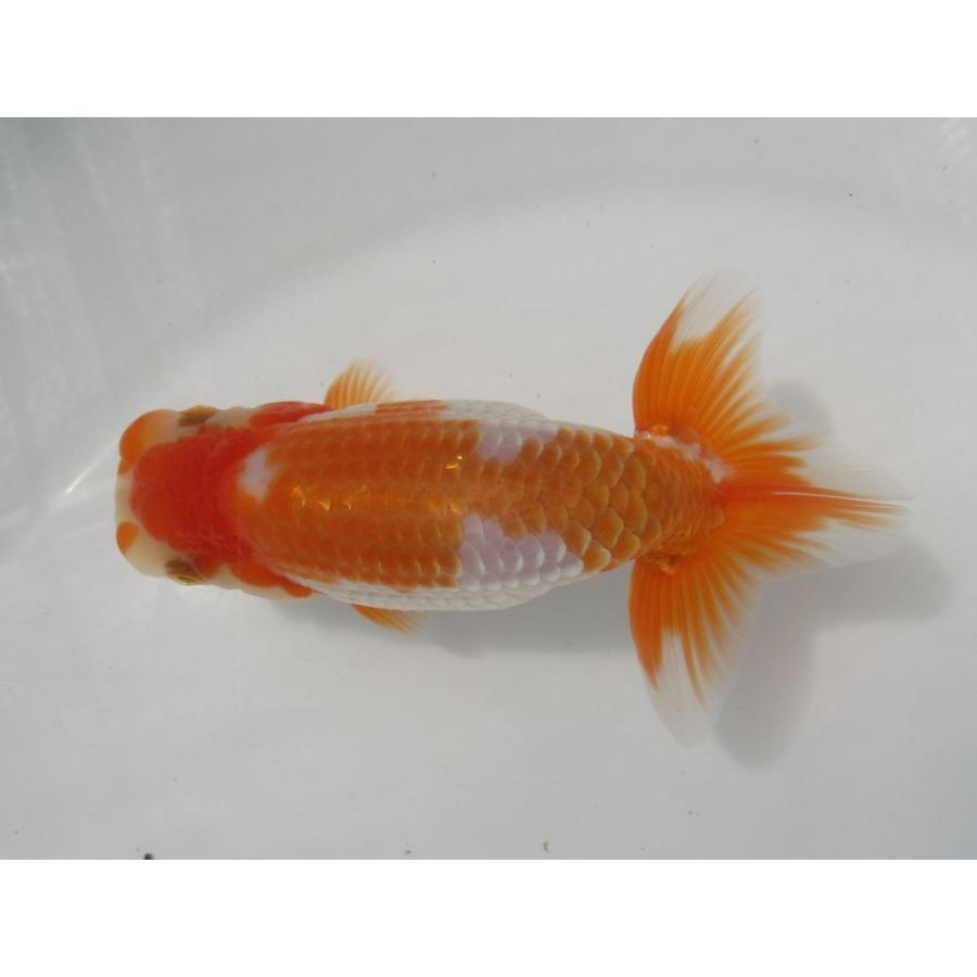 魅力的な 金魚 らんちゅう 12号特選種用二歳魚 雌 A5 8 送料無料 Www Cepici Gouv Ci