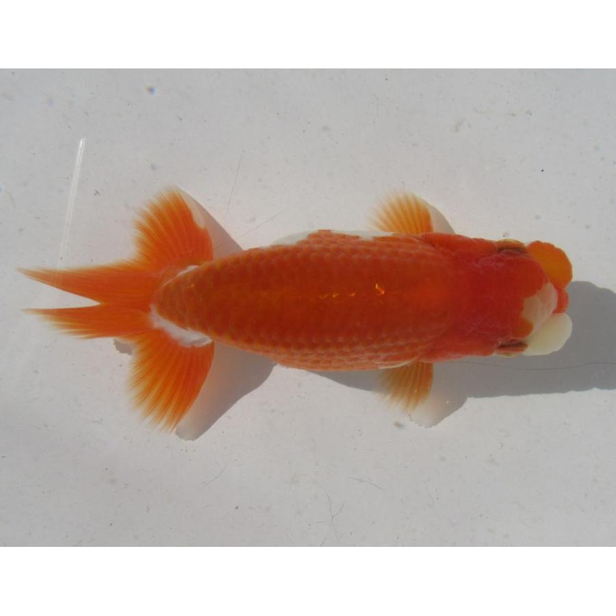 99 Off 金魚 らんちゅう 1号 特選種用二歳魚 雄 Gg1 10 Fundaterapia Com