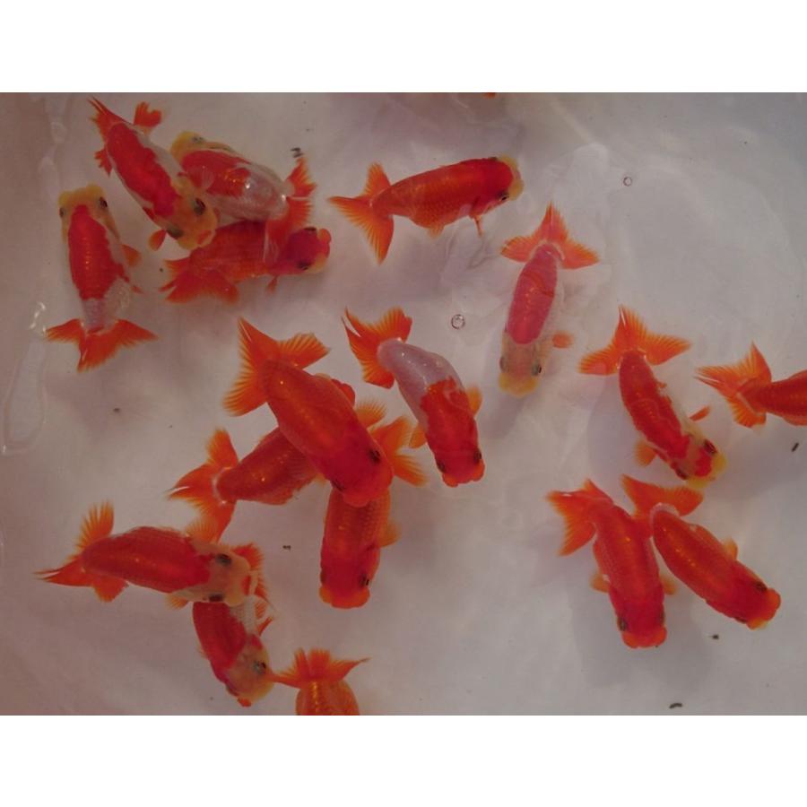 再入荷 金魚 らんちゅう 特選種用二歳魚 10 12cm 1匹 Shipsctc Org