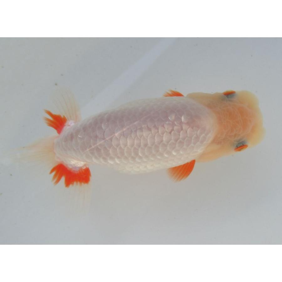 金魚 らんちゅう 鰭