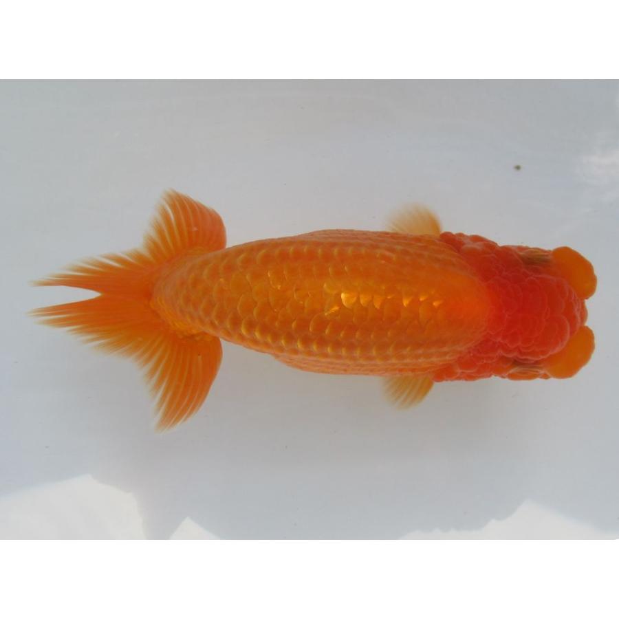 メール便なら送料無料 金魚 らんちゅう 2号特選種用二歳魚 雌 G4 16 安い Www Tecbios Com