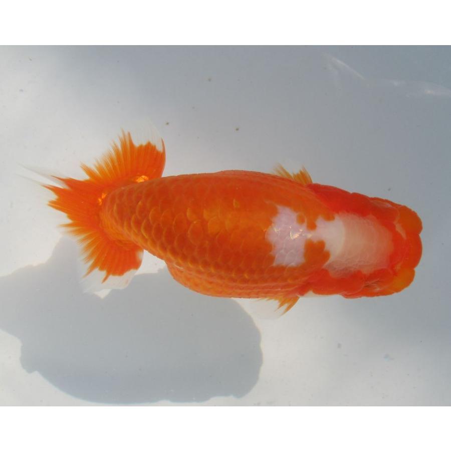 絶対一番安い 金魚 らんちゅう 1号 特選種用二歳魚 雌 F1 15 驚きの値段 City Com Fr