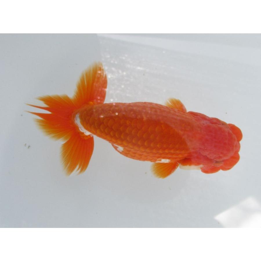 全日本送料無料 目玉商品 金魚 らんちゅう 13号 特選種用二歳魚 雄 G3 7 最新情報 Zoetalentsolutions Com