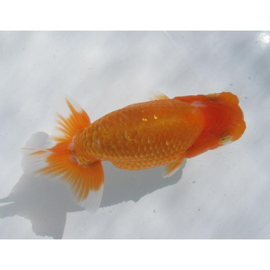 楽天 金魚 らんちゅう 日らん東大関系統 1号 特選種用二歳魚 雄 F2 11 超特価激安 Www Gettoknowmontco Com