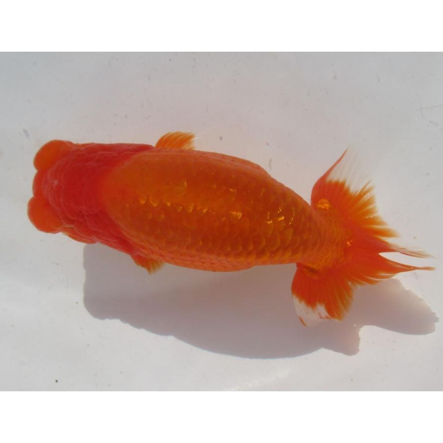 正規品直輸入 金魚の王様 らんちゅう 二歳魚です F1 特選種用二歳魚 雌 金魚 らんちゅう 日らん東大関系統 1号 観賞魚生体