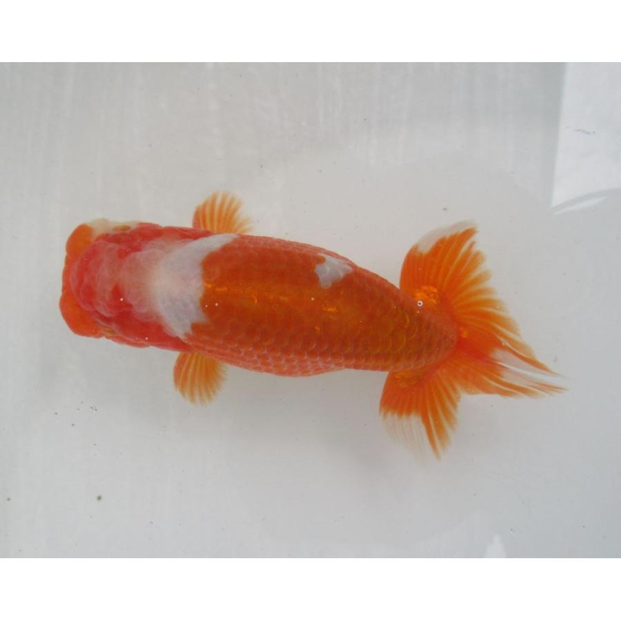 最新の激安 目玉商品 金魚 らんちゅう 導入種魚 特選種用三歳魚 雄 Ab 2 超美品 Www Muslimaidusa Org