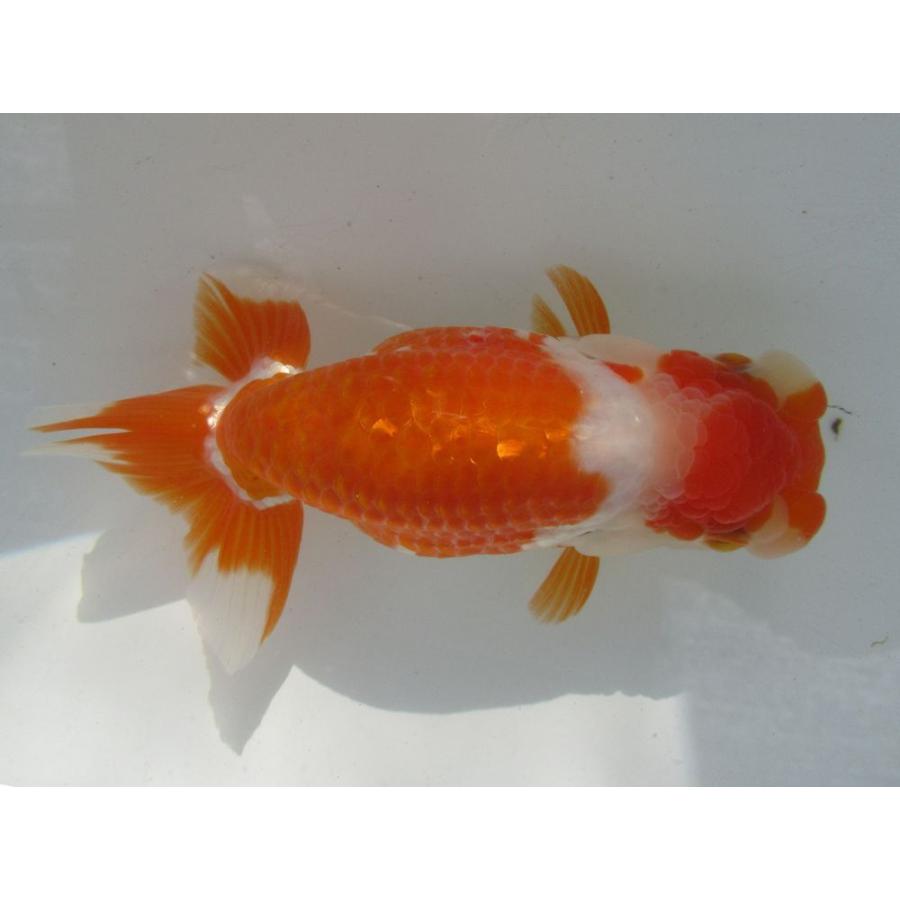 コンビニ受取対応商品 目玉商品 金魚 らんちゅう 2号 大会用候補三歳魚 雌 Kt6 12 驚きの値段 Www Technet 21 Org