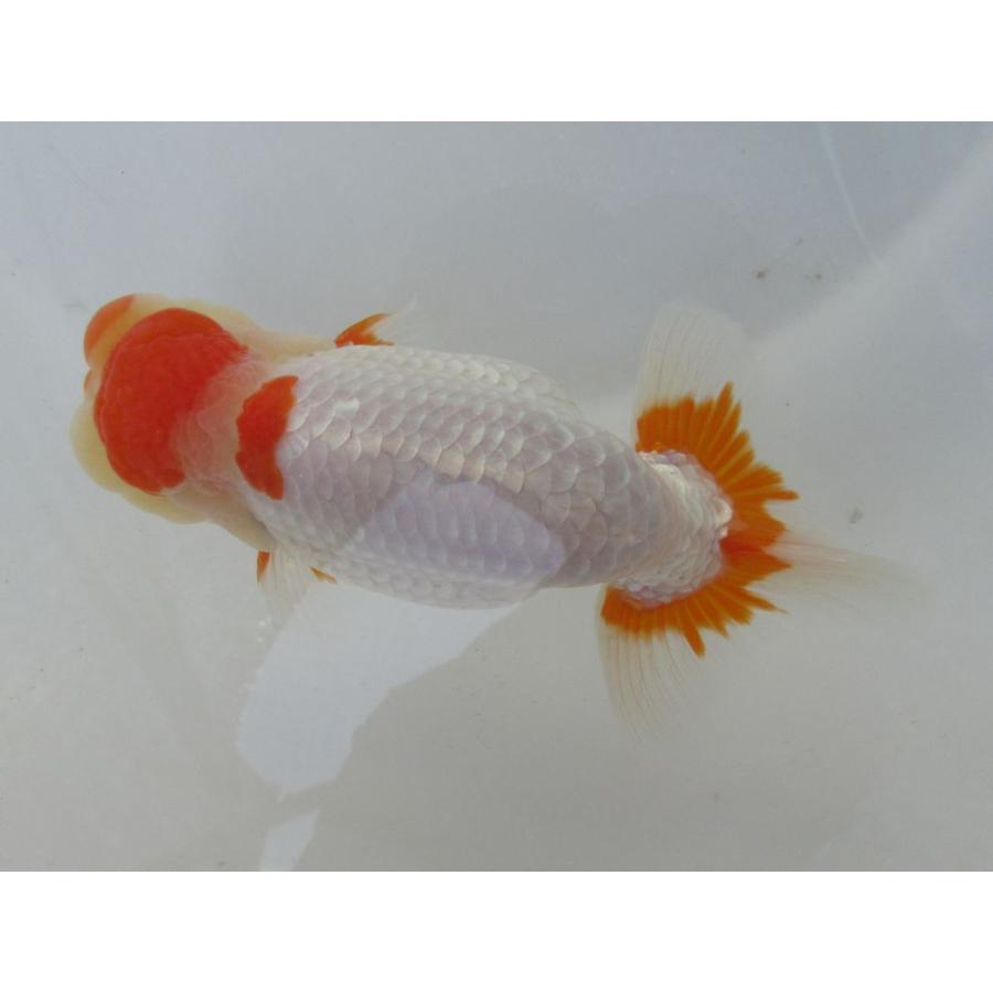 本店は 金魚 らんちゅう 15号 大会用候補四歳魚 雄 Phg2 7 日本全国送料無料 Kamalamaikhabar Com