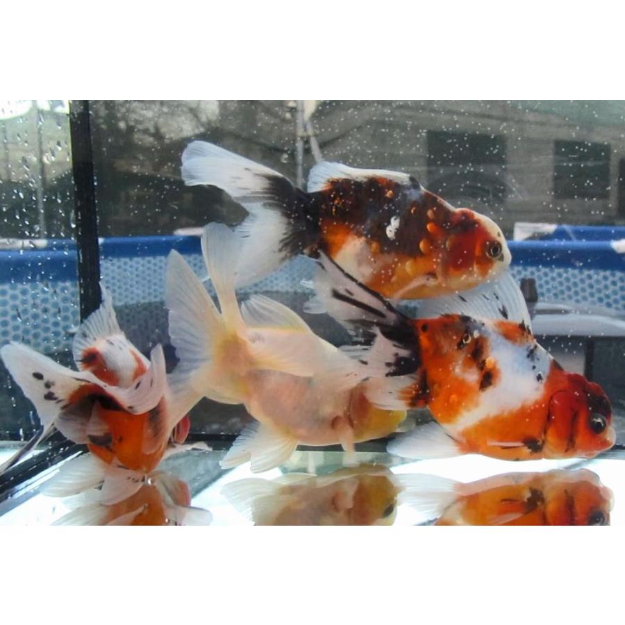 金魚)-東錦 二歳魚(8-10cm) 1匹 : 水島らんちゅう販売ヤフー店 - 通販
