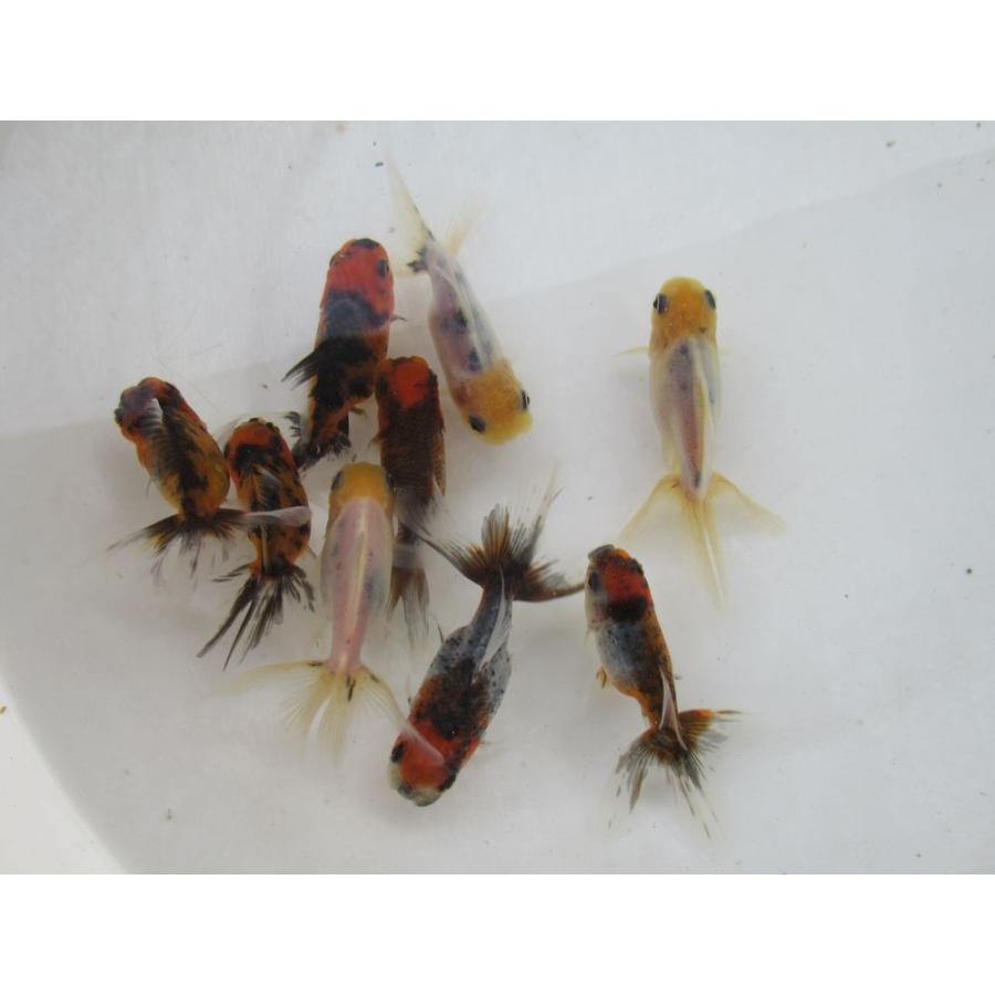 金魚)-東錦 当歳魚(8-10cm) 1匹 : 水島らんちゅう販売ヤフー店 - 通販