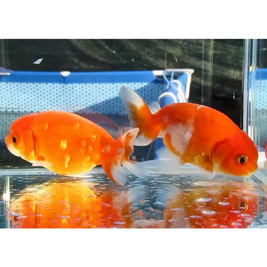 金魚) 桜錦-二歳魚 (9-10cm) 1匹 : 水島らんちゅう販売ヤフー店 - 通販 