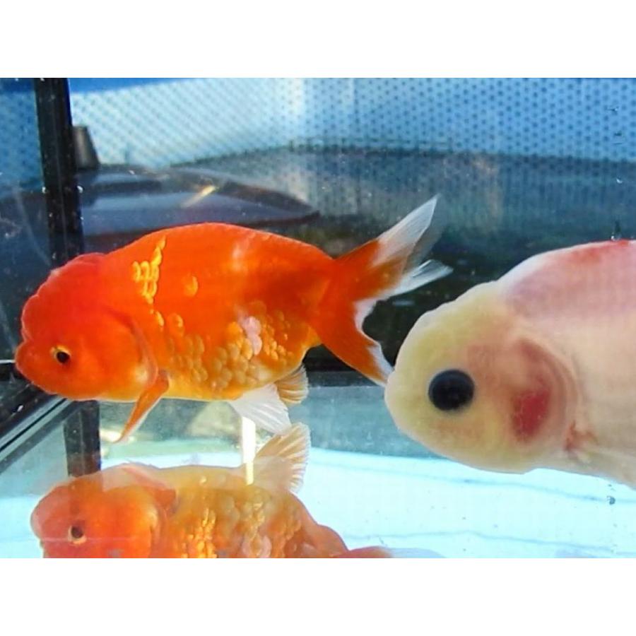 金魚) 桜錦-二歳魚 (9-10cm) 1匹 : 水島らんちゅう販売ヤフー店 - 通販 
