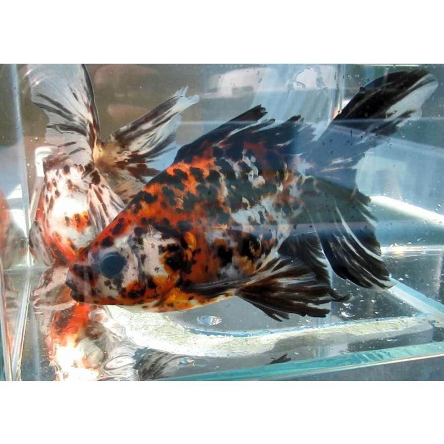 (金魚)-キャリコ琉金（八木氏）15-17cm 1匹 |  | 01