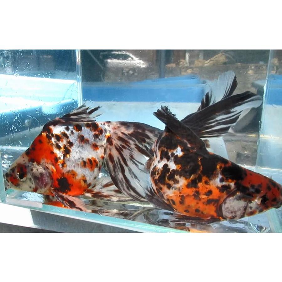 (金魚)-キャリコ琉金（八木氏）15-17cm 1匹 |  | 02