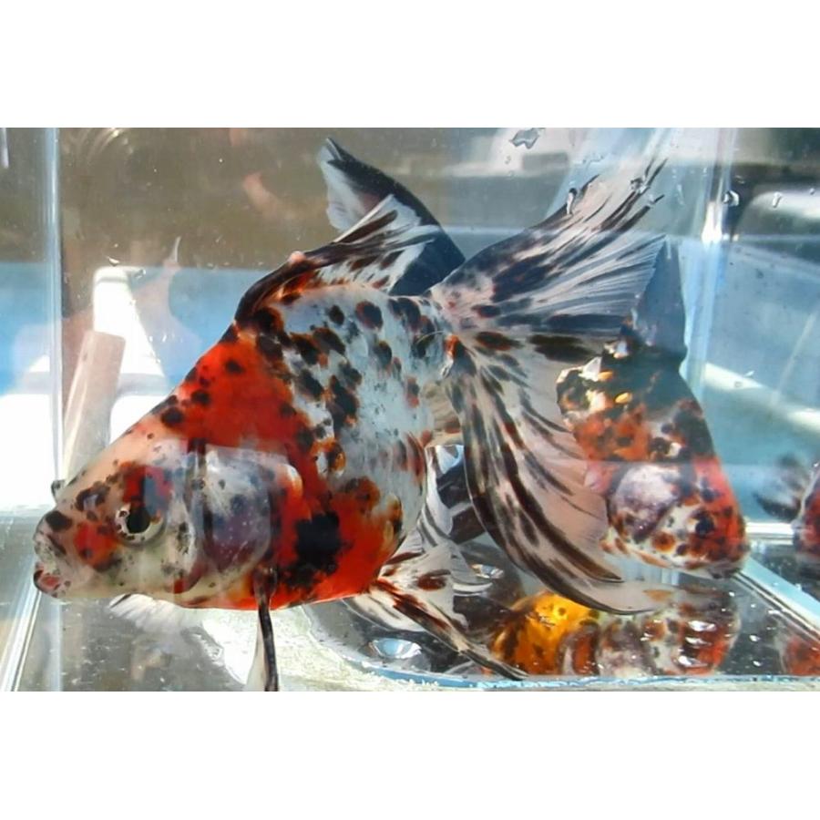 (金魚)-キャリコ琉金（八木氏）15-17cm 1匹 |  | 03